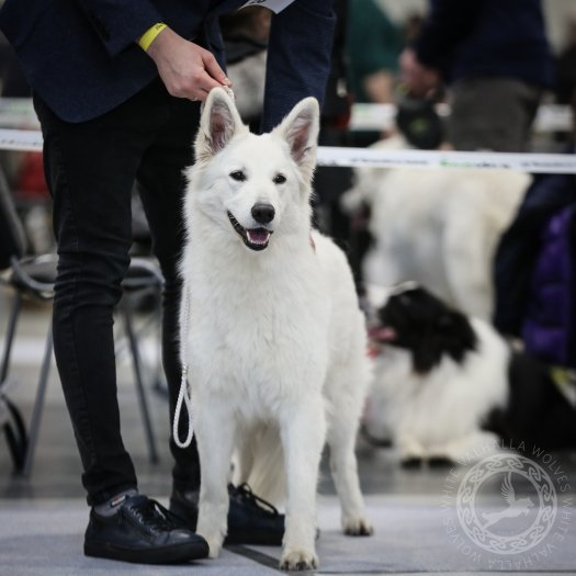 Bifrost and Torvi at international dog show