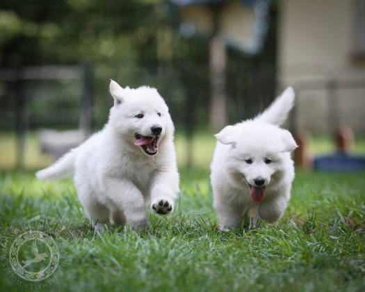 Litter F almost 7 weeks old