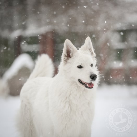 More snowy photos