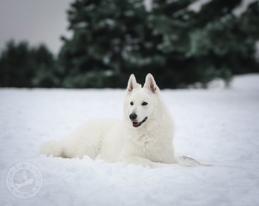 Pobyt Courageous Björna