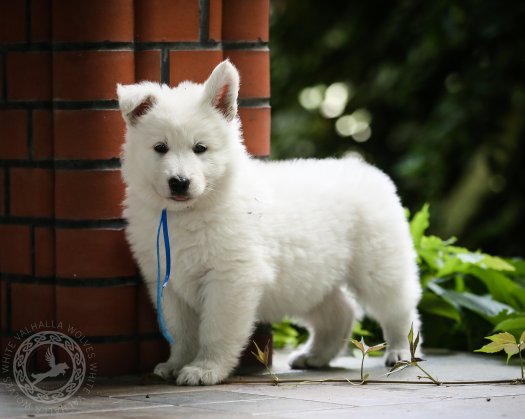 Litter C 6,5 weeks old