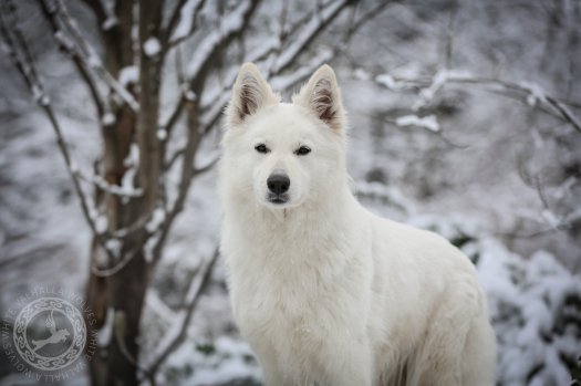 Czy wiesz, że Biały Owczarek Szwajcarski wcale nie jest 