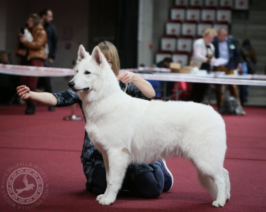 Show debut of Courageous Björn (Niko)