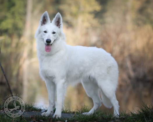 Runa - The Star of today's Dog Show!