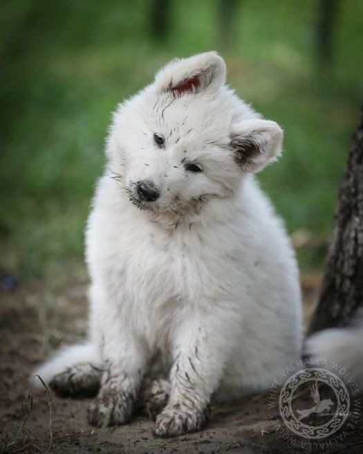 A day full of mud baths