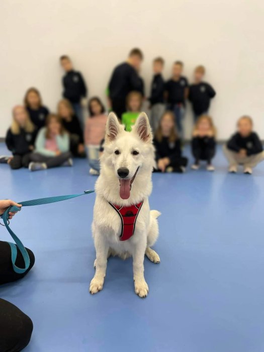 Courageous Björn (Niko) visiting primary school