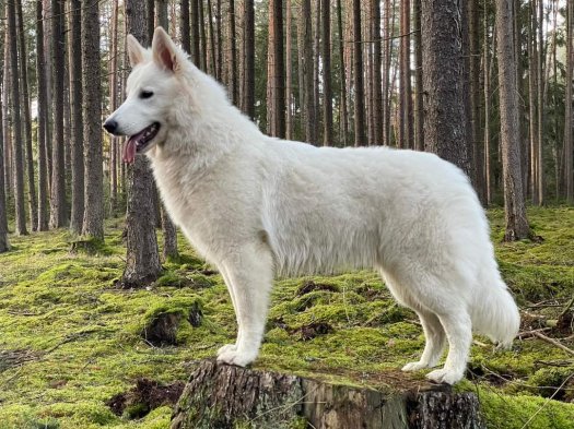 Cayenne of White Valhalla Wolves passed the NHAT (herding) test