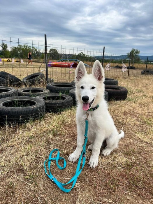 Lovely puppies of our Björn in Czech Republic