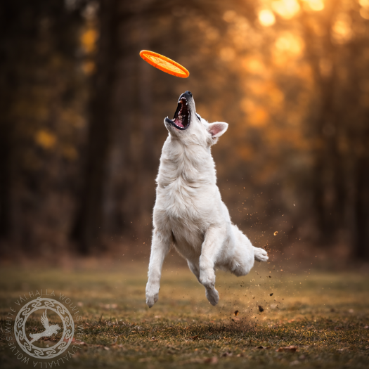 Runa the rocket