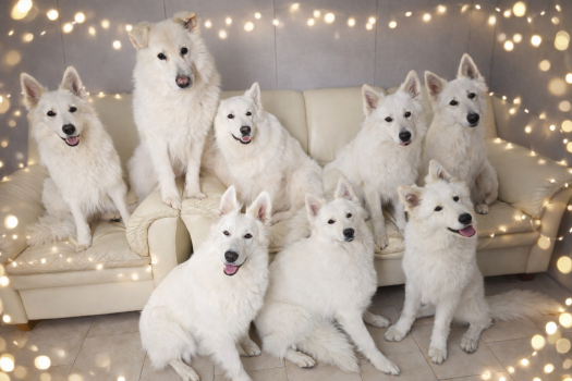 Życzymy Wesołych Świąt