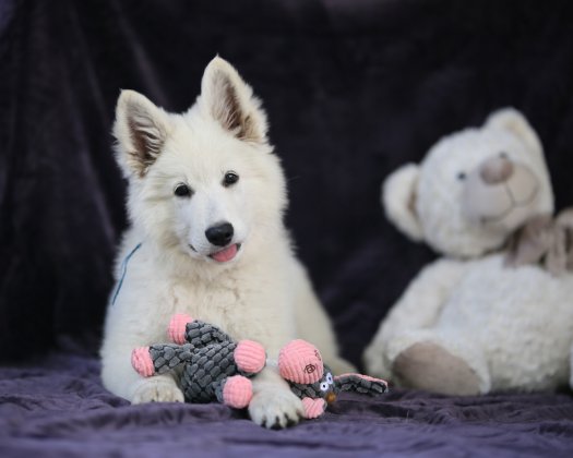 Courageous Björn 12 weeks old