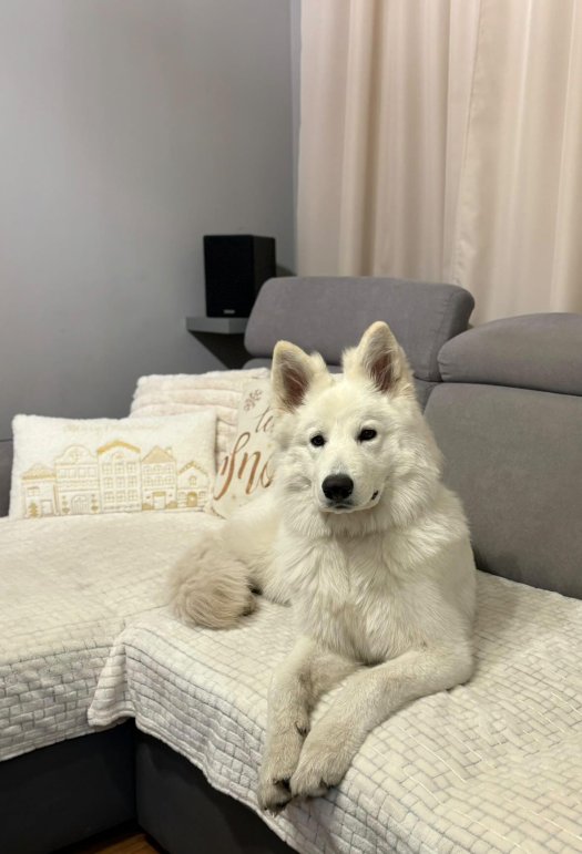 Część psiaków z miotu H