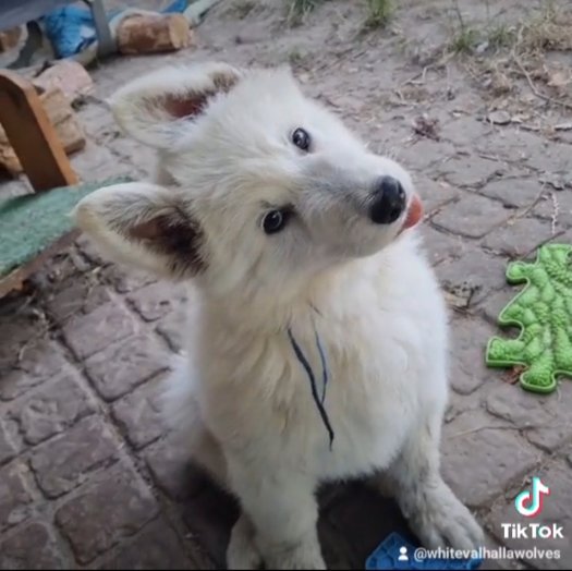 Playing with puppies