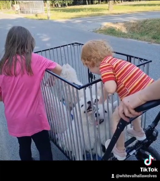 Another walk on wheels for C litter