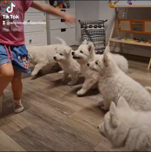 Evening party with F litter 6,5 weeks old