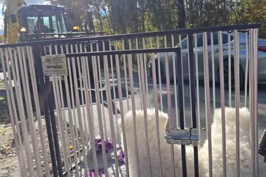 What's with all this puppy-in-a-stroller stuff?