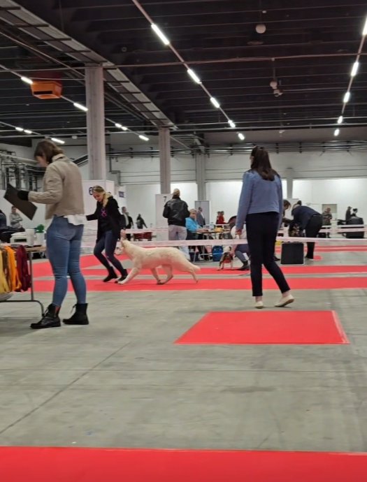 Hakon's first dog show