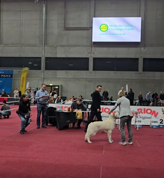 Występy Hakona w klasie szczeniąt